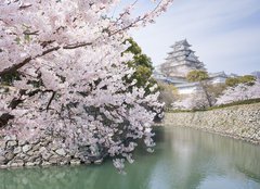 Fototapeta160 x 116  Japanese cherry blossoms and castle in spring, 160 x 116 cm