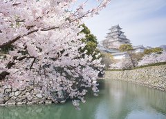 Fototapeta vliesov 200 x 144, 62623940 - Japanese cherry blossoms and castle in spring