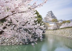 Samolepka flie 200 x 144  Japanese cherry blossoms and castle in spring, 200 x 144 cm