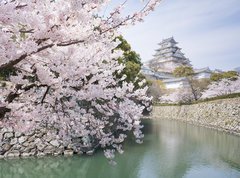 Samolepka flie 270 x 200, 62623940 - Japanese cherry blossoms and castle in spring - Japonsk teov kvty a hrad na jae