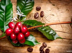 Samolepka flie 100 x 73, 62633305 - Coffee Plant. Red coffee beans on a branch of coffee tree - Kvovar. erven kvov zrna na vtvi kvy