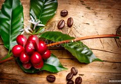 Samolepka flie 145 x 100, 62633305 - Coffee Plant. Red coffee beans on a branch of coffee tree - Kvovar. erven kvov zrna na vtvi kvy