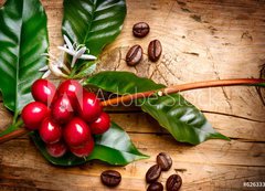 Fototapeta vliesov 200 x 144, 62633305 - Coffee Plant. Red coffee beans on a branch of coffee tree - Kvovar. erven kvov zrna na vtvi kvy