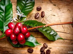 Fototapeta vliesov 270 x 200, 62633305 - Coffee Plant. Red coffee beans on a branch of coffee tree - Kvovar. erven kvov zrna na vtvi kvy