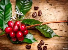 Fototapeta pltno 330 x 244, 62633305 - Coffee Plant. Red coffee beans on a branch of coffee tree - Kvovar. erven kvov zrna na vtvi kvy