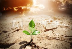 Fototapeta pltno 174 x 120, 62660495 - plant in arid land - climate warming and drought  concept