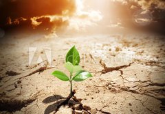 Fototapeta184 x 128  plant in arid land  climate warming and drought concept, 184 x 128 cm