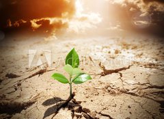 Fototapeta pltno 240 x 174, 62660495 - plant in arid land - climate warming and drought  concept - rostlin na suchm pozemku