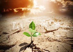 Fototapeta254 x 184  plant in arid land  climate warming and drought concept, 254 x 184 cm