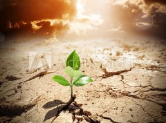 Fototapeta330 x 244  plant in arid land  climate warming and drought concept, 330 x 244 cm