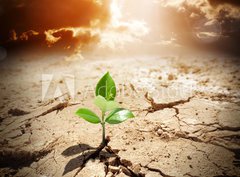 Fototapeta papr 360 x 266, 62660495 - plant in arid land - climate warming and drought  concept - rostlin na suchm pozemku