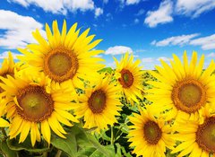Samolepka fólie 100 x 73, 62796944 - sunflower field and blue sky with clouds - slunečnicové pole a modrá obloha s mraky