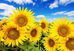 Fototapeta vliesov 145 x 100, 62796944 - sunflower field and blue sky with clouds