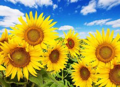 Fototapeta pltno 160 x 116, 62796944 - sunflower field and blue sky with clouds