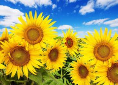 Fototapeta vliesov 200 x 144, 62796944 - sunflower field and blue sky with clouds