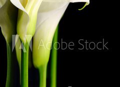 Samolepka flie 100 x 73, 62816341 - Beautiful white Calla lilies with reflection on black background - Krsn bl Calla lilie s odrazem na ernm pozad