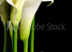 Samolepka flie 100 x 73  Beautiful white Calla lilies with reflection on black background, 100 x 73 cm
