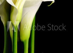 Fototapeta pltno 240 x 174, 62816341 - Beautiful white Calla lilies with reflection on black background - Krsn bl Calla lilie s odrazem na ernm pozad