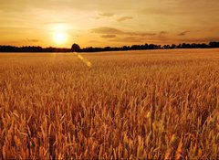 Fototapeta vliesov 100 x 73, 6287668 - Field of wheat at sunset