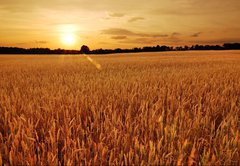 Samolepka flie 145 x 100, 6287668 - Field of wheat at sunset - Pole penice pi zpadu slunce