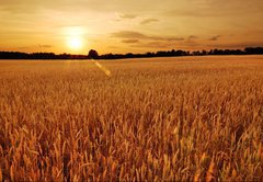 Fototapeta145 x 100  Field of wheat at sunset, 145 x 100 cm