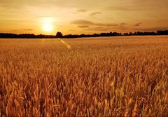 Fototapeta papr 184 x 128, 6287668 - Field of wheat at sunset