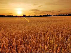 Fototapeta vliesov 270 x 200, 6287668 - Field of wheat at sunset