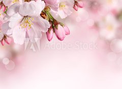 Samolepka flie 100 x 73, 62918390 - Spring flowers background with pink blossom - Jarn kvtiny pozad s rovm kvtem