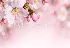 Samolepka flie 145 x 100, 62918390 - Spring flowers background with pink blossom