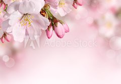 Fototapeta papr 184 x 128, 62918390 - Spring flowers background with pink blossom