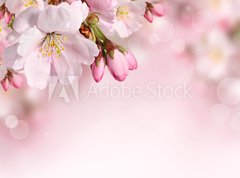 Samolepka flie 270 x 200, 62918390 - Spring flowers background with pink blossom