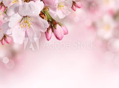Fototapeta pltno 330 x 244, 62918390 - Spring flowers background with pink blossom