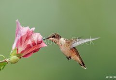 Samolepka flie 145 x 100, 6294256 - Ruby-throated Hummingbird (archilochus colubris) - Rubn