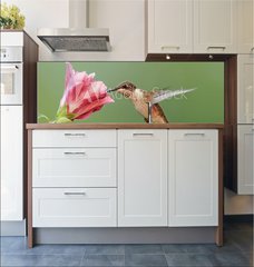 Fototapeta do kuchyn flie 180 x 60, 6294256 - Ruby-throated Hummingbird (archilochus colubris) - Rubn