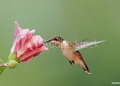 Samolepka flie 200 x 144, 6294256 - Ruby-throated Hummingbird (archilochus colubris) - Rubn