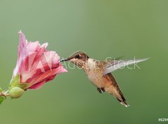 Samolepka flie 270 x 200, 6294256 - Ruby-throated Hummingbird (archilochus colubris) - Rubn