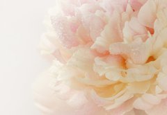Fototapeta plátno 174 x 120, 63089306 - pink peony - růžová pivoňka