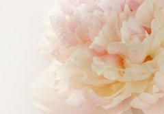 Fototapeta pltno 174 x 120, 63089306 - pink peony