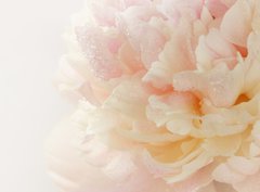 Fototapeta papír 360 x 266, 63089306 - pink peony - růžová pivoňka