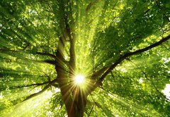 Samolepka flie 145 x 100  Sonne strahlt explosiv durch den Baum, 145 x 100 cm