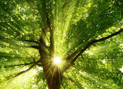 Fototapeta240 x 174  Sonne strahlt explosiv durch den Baum, 240 x 174 cm