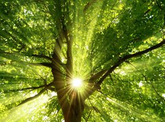 Fototapeta330 x 244  Sonne strahlt explosiv durch den Baum, 330 x 244 cm