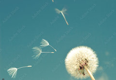 Samolepka flie 145 x 100, 63399698 - Dandelion and flying  fuzzes,with a retro effect