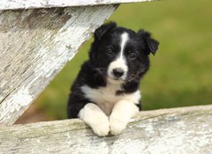 Samolepka flie 100 x 73, 63537900 - Border Collie Puppy With Paws on White Rustic Fence 2 - Border Collie Puppy s tlapkami na blm rustiklnm plotu 2