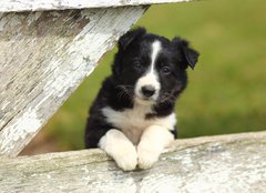 Fototapeta plátno 160 x 116, 63537900 - Border Collie Puppy With Paws on White Rustic Fence 2 - Border Collie Puppy s tlapkami na bílém rustikálním plotu 2