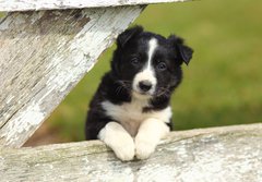 Fototapeta papr 184 x 128, 63537900 - Border Collie Puppy With Paws on White Rustic Fence 2