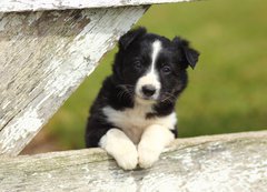 Samolepka flie 200 x 144, 63537900 - Border Collie Puppy With Paws on White Rustic Fence 2