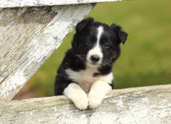 Fototapeta papr 254 x 184, 63537900 - Border Collie Puppy With Paws on White Rustic Fence 2