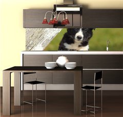 Fototapeta do kuchyn flie 260 x 60, 63537900 - Border Collie Puppy With Paws on White Rustic Fence 2