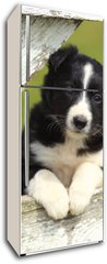 Samolepka na lednici flie 80 x 200, 63537900 - Border Collie Puppy With Paws on White Rustic Fence 2